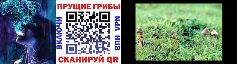 маркетплейс клад  купить закладку  Полысаево  Галлюциногенные грибы прущие грибы 